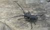 Morimus asper